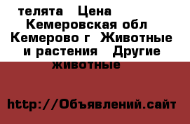 телята › Цена ­ 18 000 - Кемеровская обл., Кемерово г. Животные и растения » Другие животные   